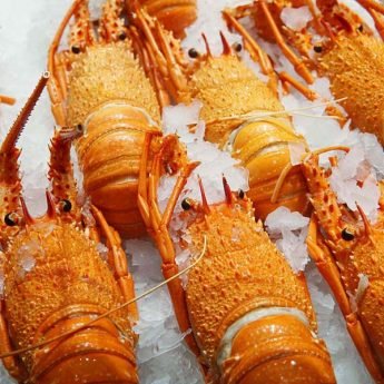 Lobster