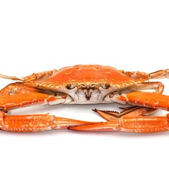 Cooked BS Crab